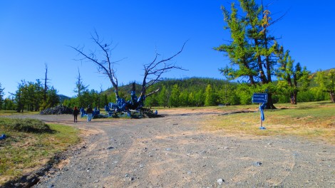 The 100 branch tree that got burnt down :( 