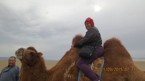 Gentle Bactrian camel ... 