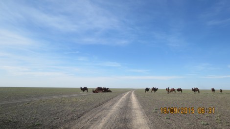 The 2-humped Bactrian camels ! Mongolia has nearly 300,000 of them