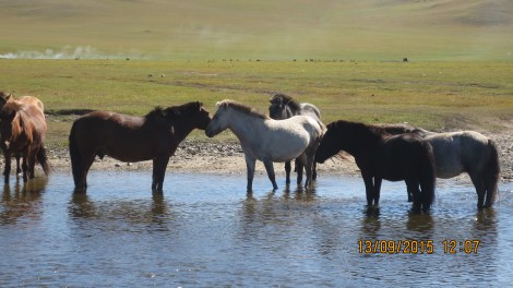 Horses !