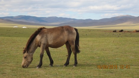 Beautiful horse in a beautiful setting
