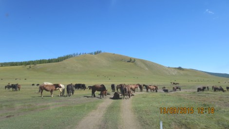 More horses !