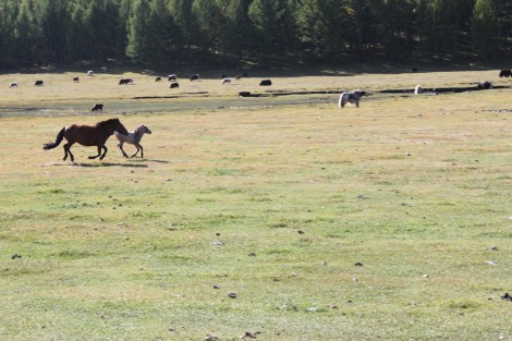 Mommy horse and her foal