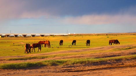 Horses near the Munkh Camp