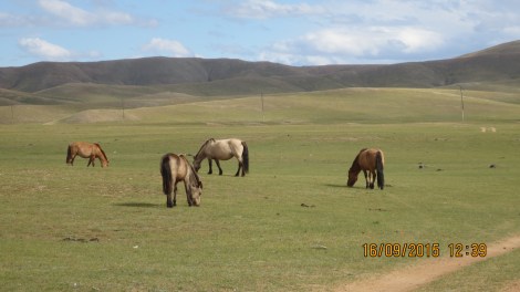 Beautiful horses at the Orkhon valley
