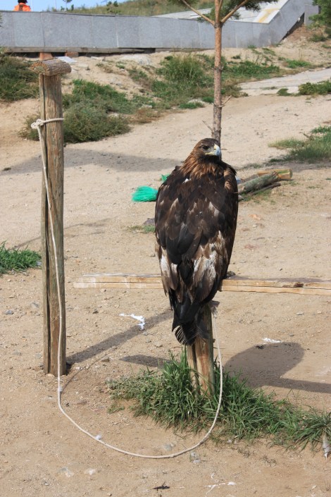Eagles tied to a post for taking pictures ... they are heavy and terribly sad