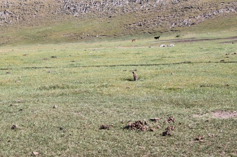 Ground Squirrel working hard before the winters set in.. 