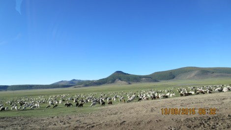 A herd of sheep