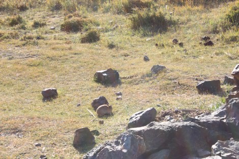 Not all are rocks ... find the "Piku" :), part of the rat family