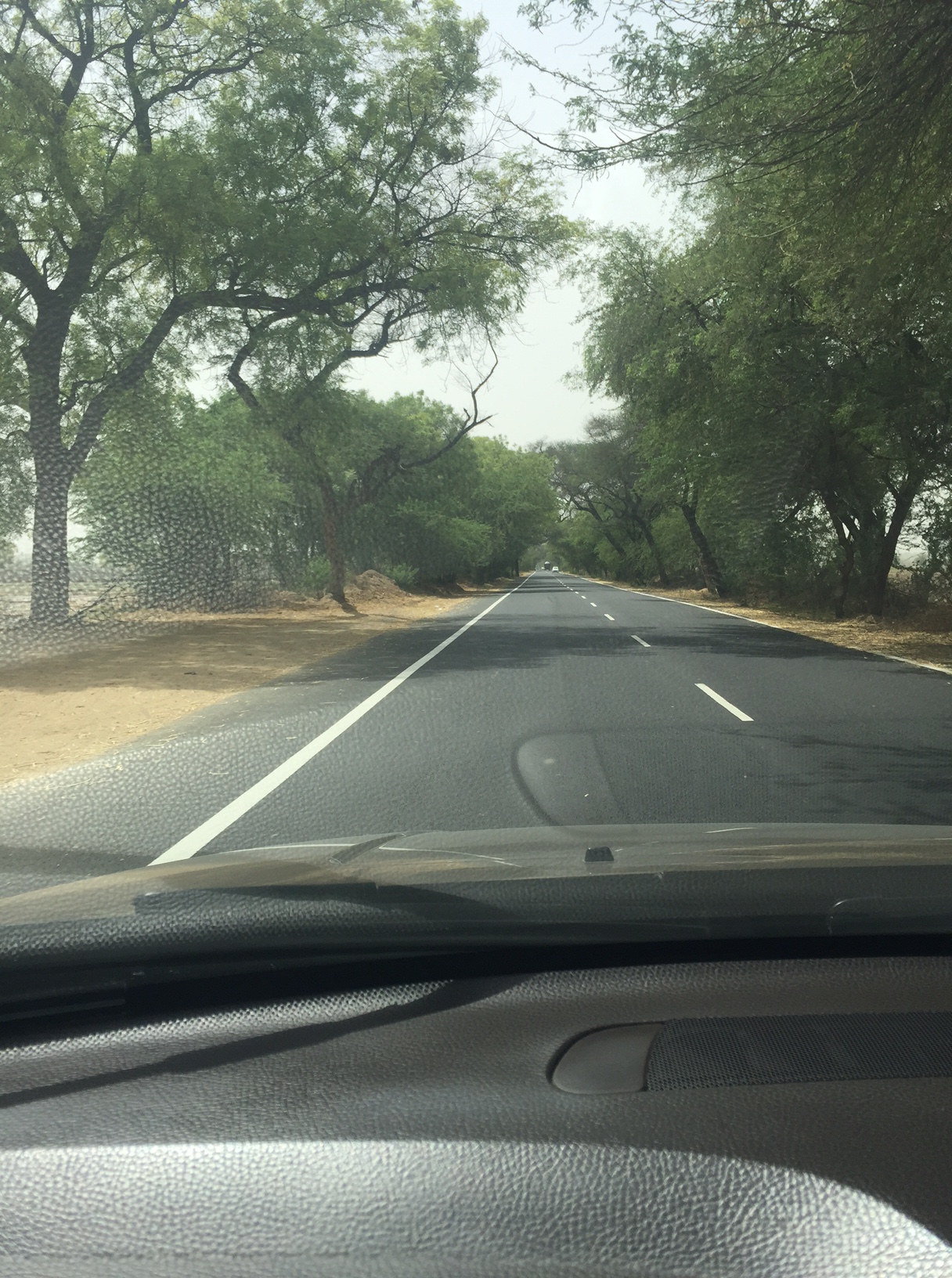 Beautiful trees ... somewhere near Sirsa