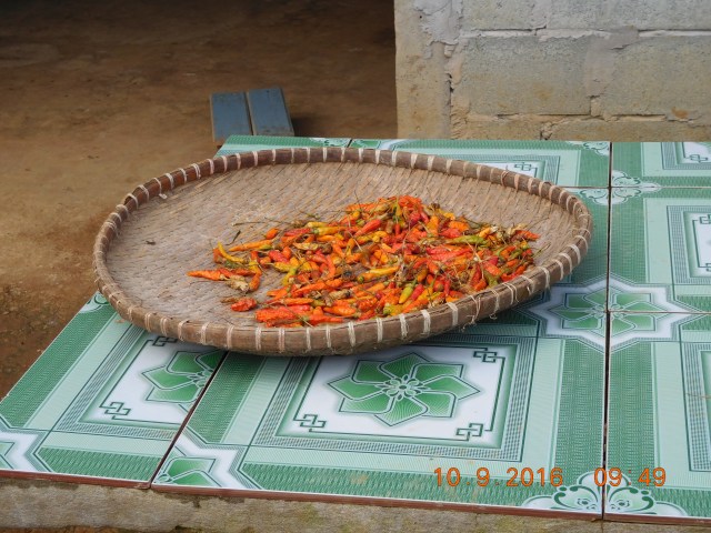 Chillies being dried in the sun .. familiar:):)