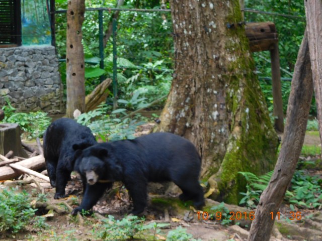 Two cute bears playing!