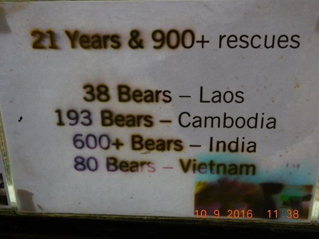 The sad statistics. The bears are captured and tortured to extract bile... its a traditional medicine :(.