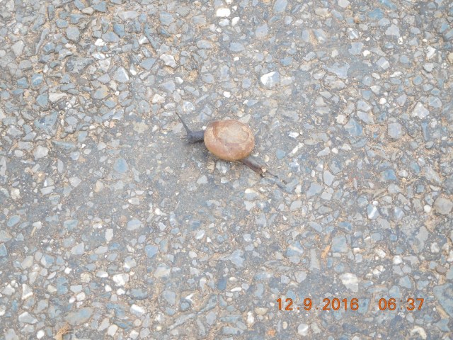 A snail out for its morning walk... hey, everyone needs to keep fit. 
