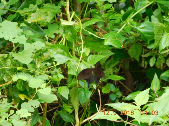 Find the butterfly... its not always easy questions :)