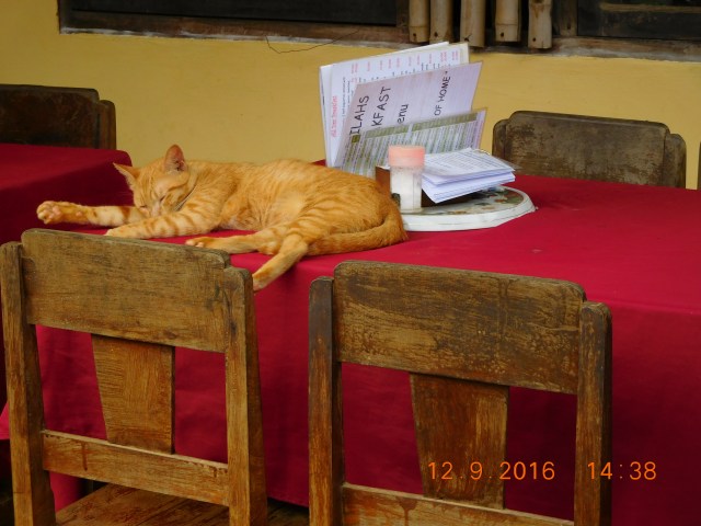 The perfect cat-nap on a restaurant table...