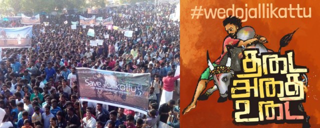 jallikattu-marina-jan-9