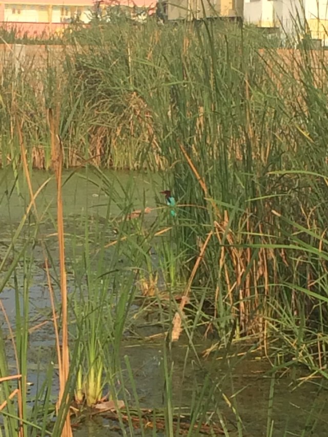 A beautiful blue bird ... is it the Kingfisher?