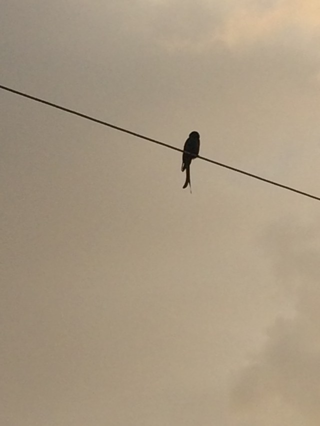 This little bird was happily chirping away and was so high up that it didn't care if I was taking a picture !