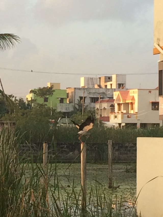 I think this is a crane and it was sitting quietly on a boundary pole and the minute I spotted it, it took flight.