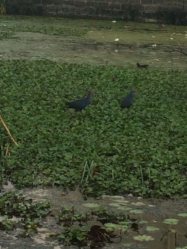 These two black/slate grey peahen type of birds are so smart that the minute I stop to take a pic they fly off and hide. 