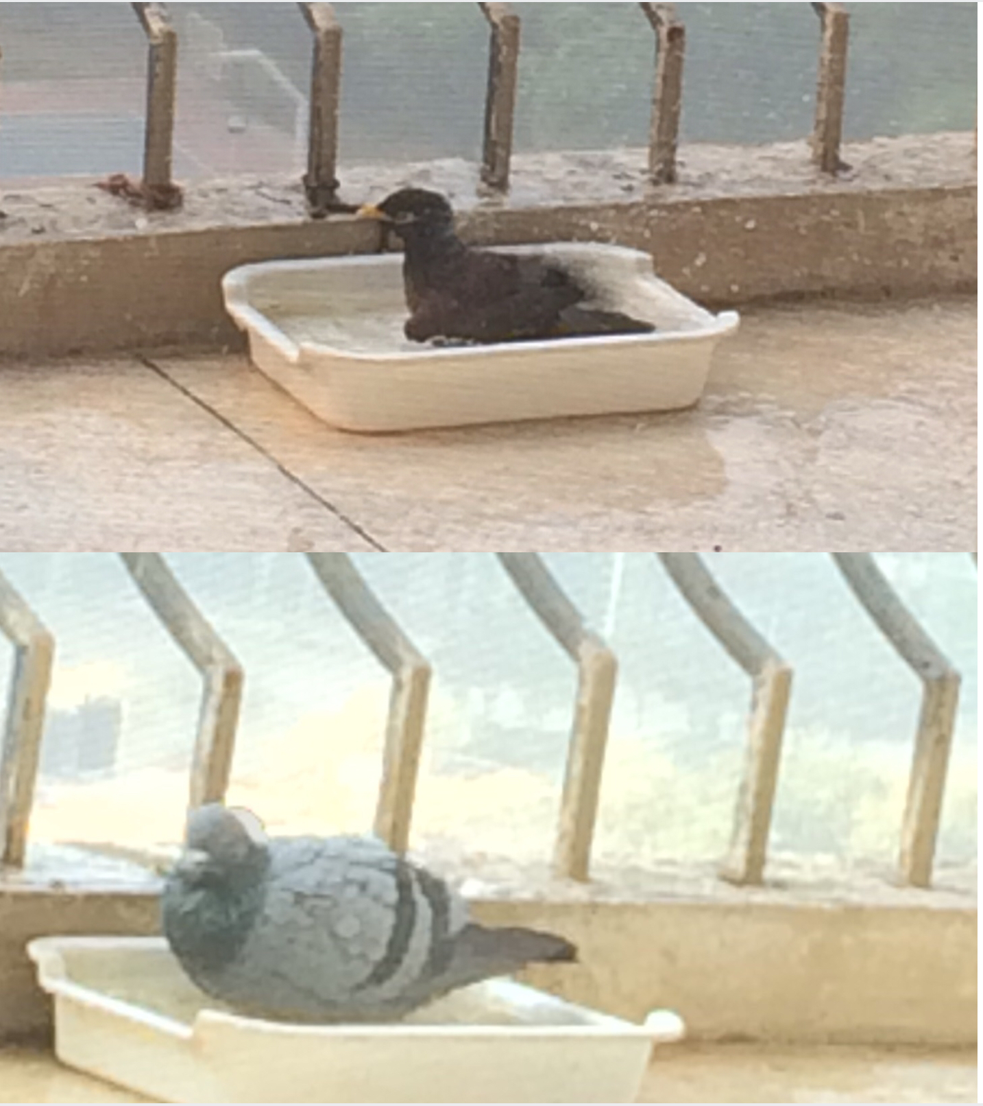 Birds