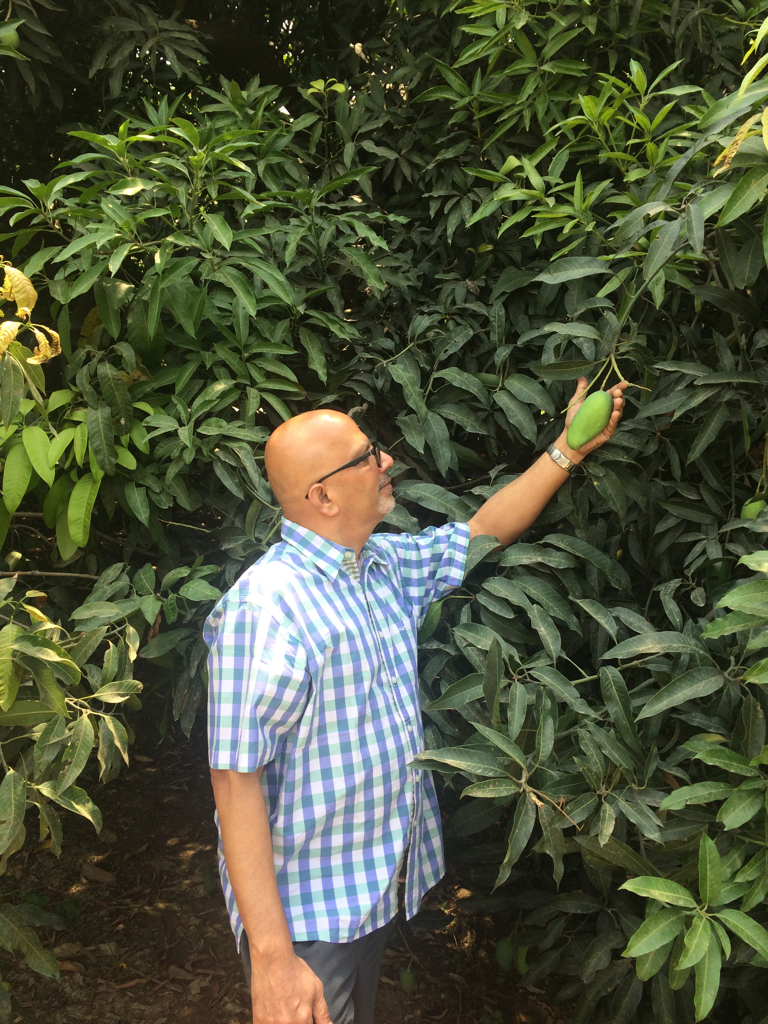 Mangoes