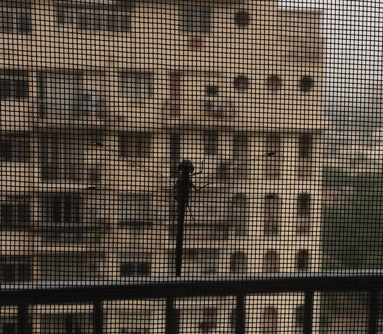 Dragonfly