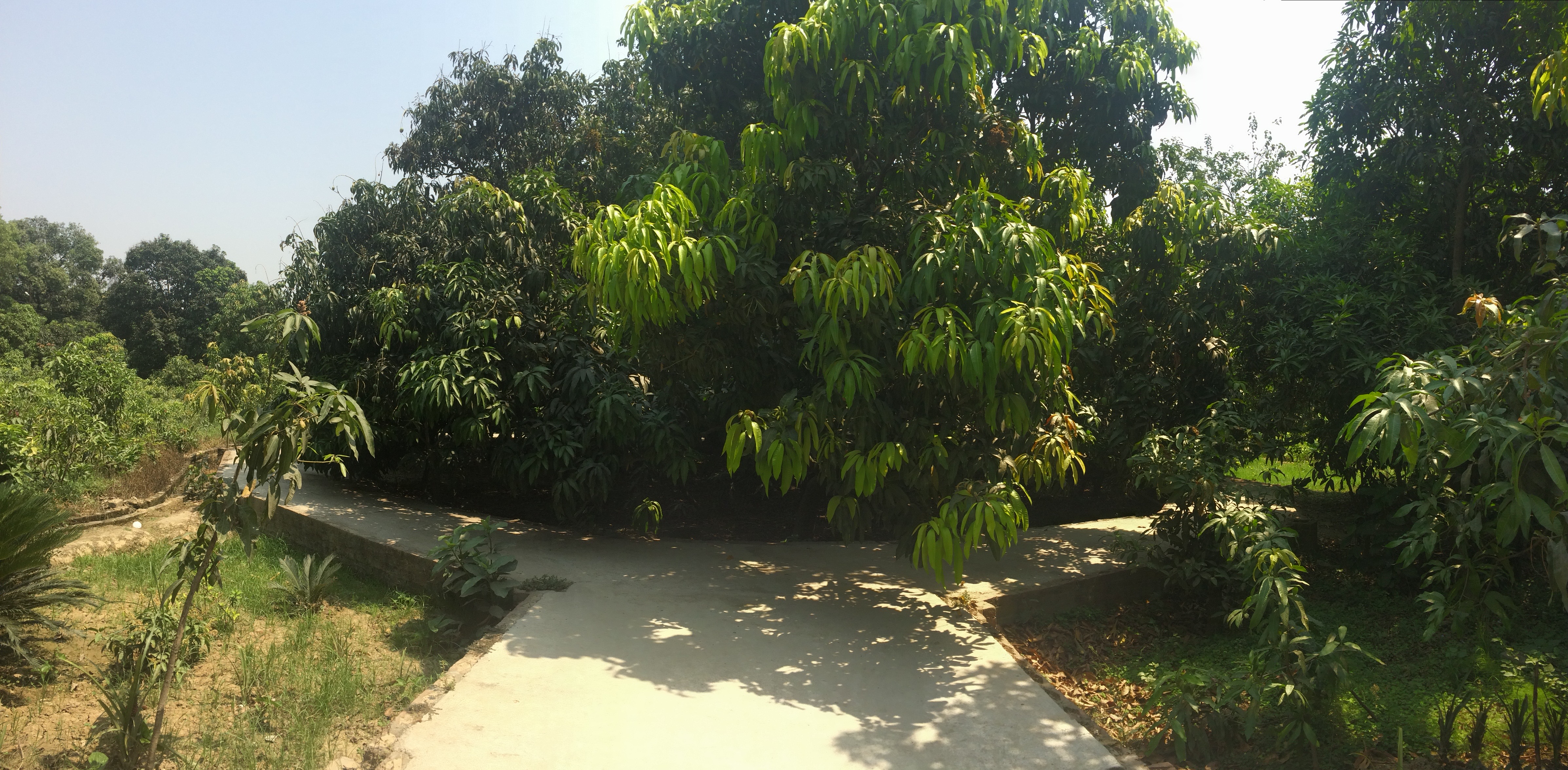 Mangoes