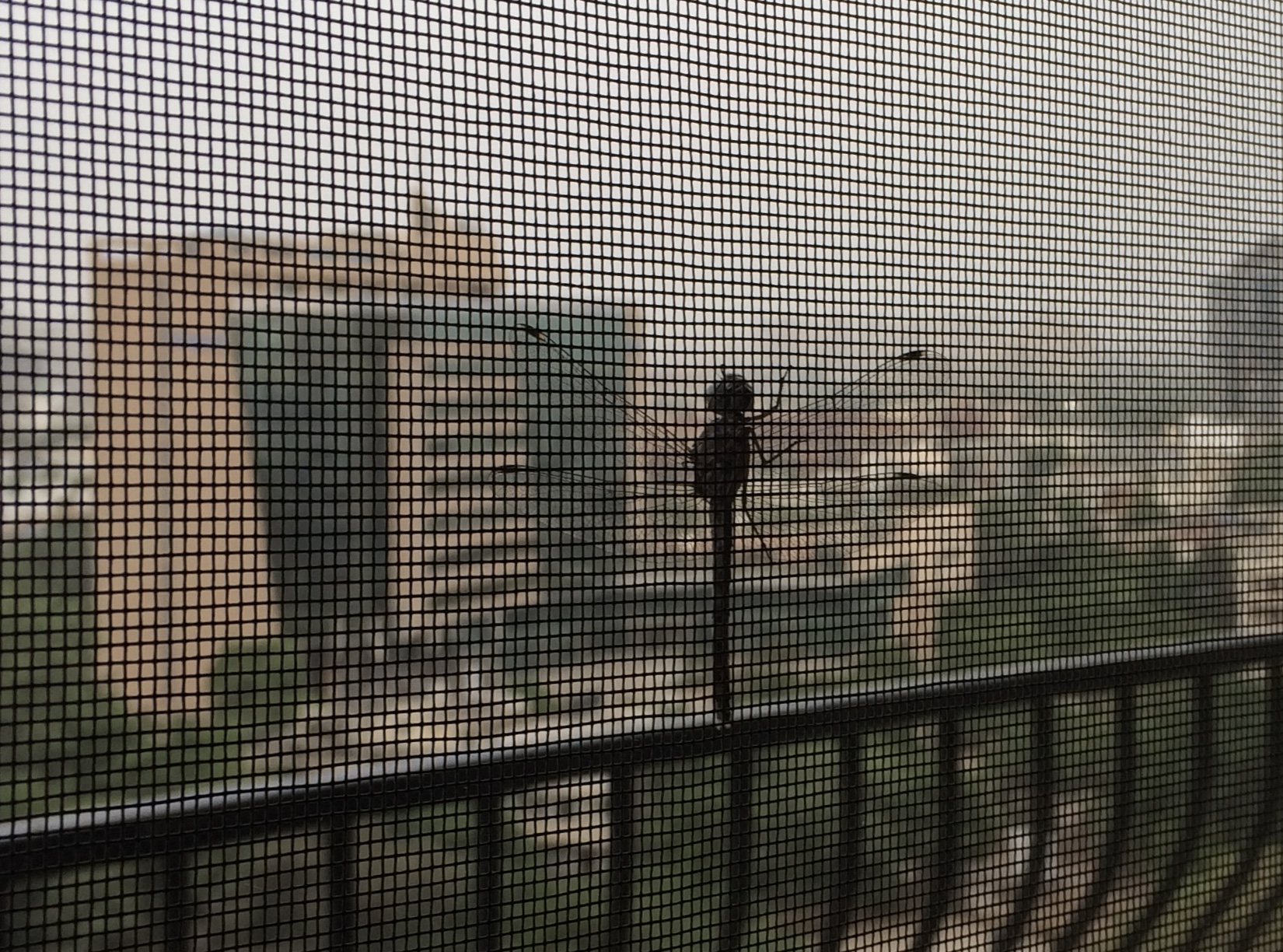 Dragonfly insect