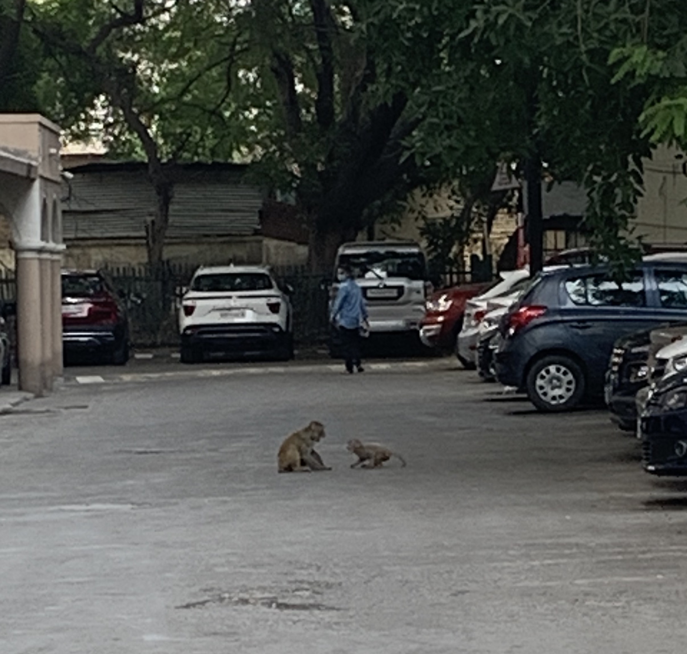 Monkey