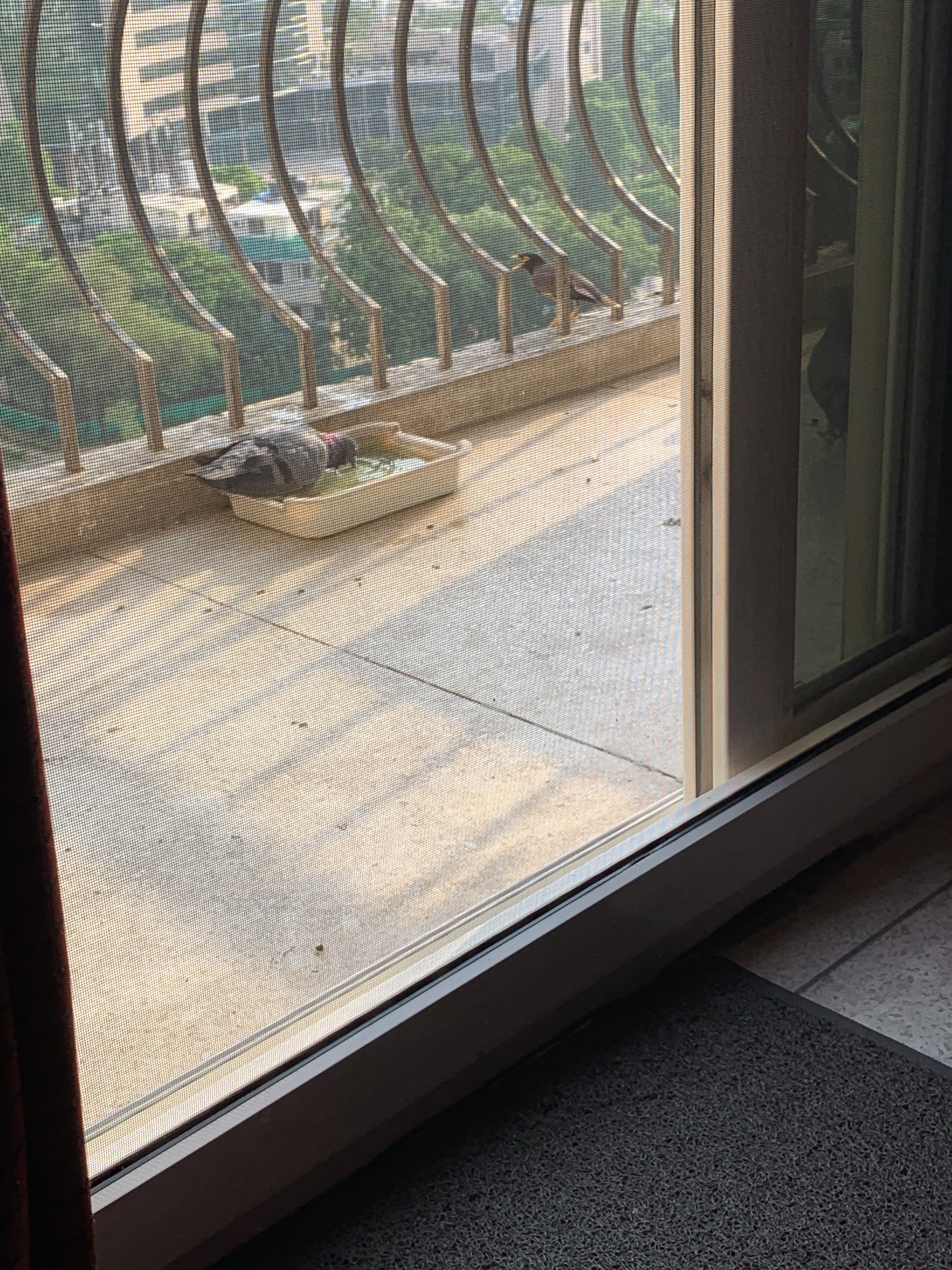 Pigeon