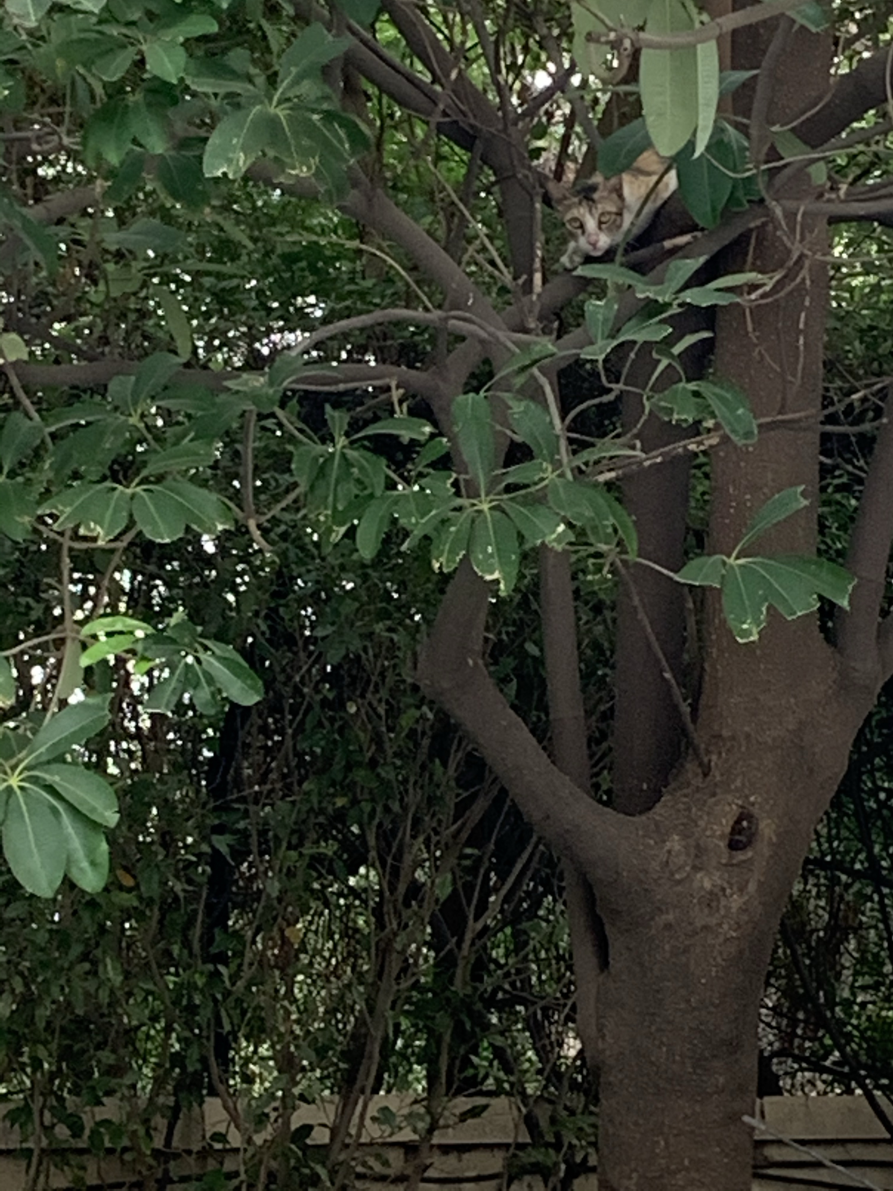 Kitten in the tree