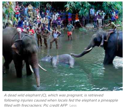 Kerala Elephant
