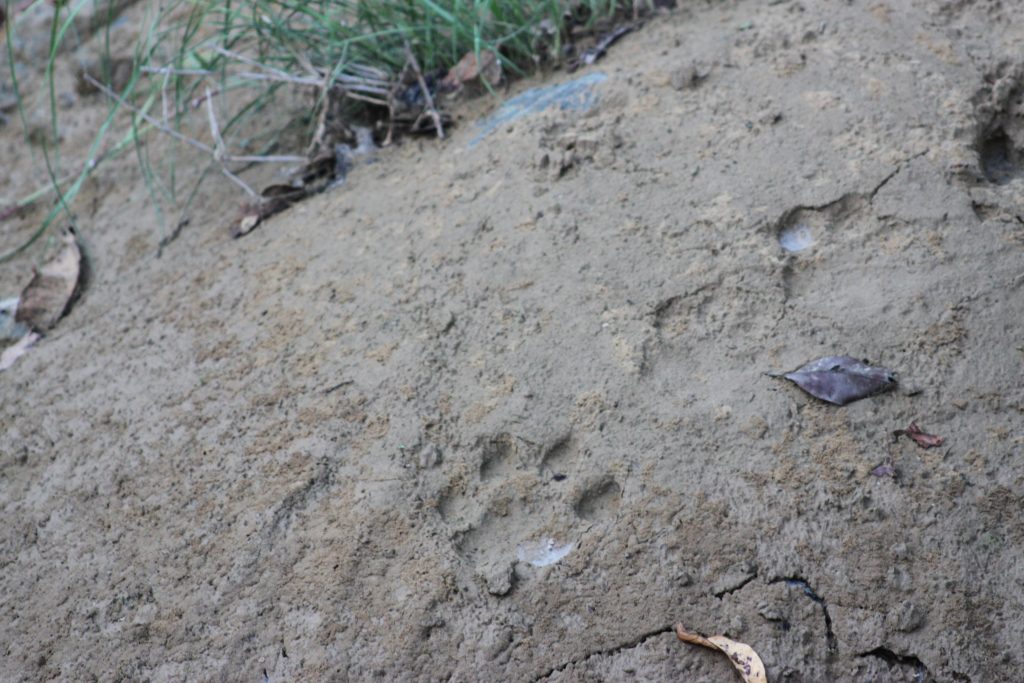 Corbett Tiger Reserve - Pug Mark