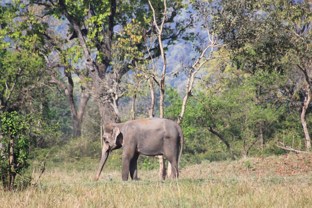 Corbett Tiger Reserve - Elephant