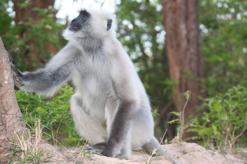 Corbett Tiger Reserve - Langur