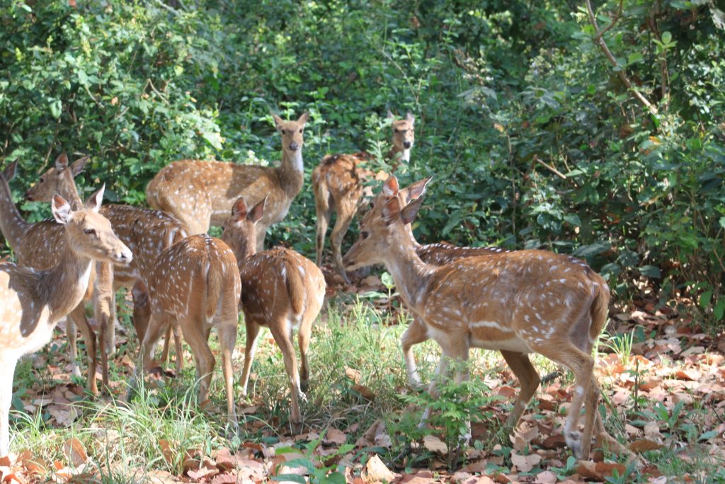 Corbett Tiger reserve - Deer