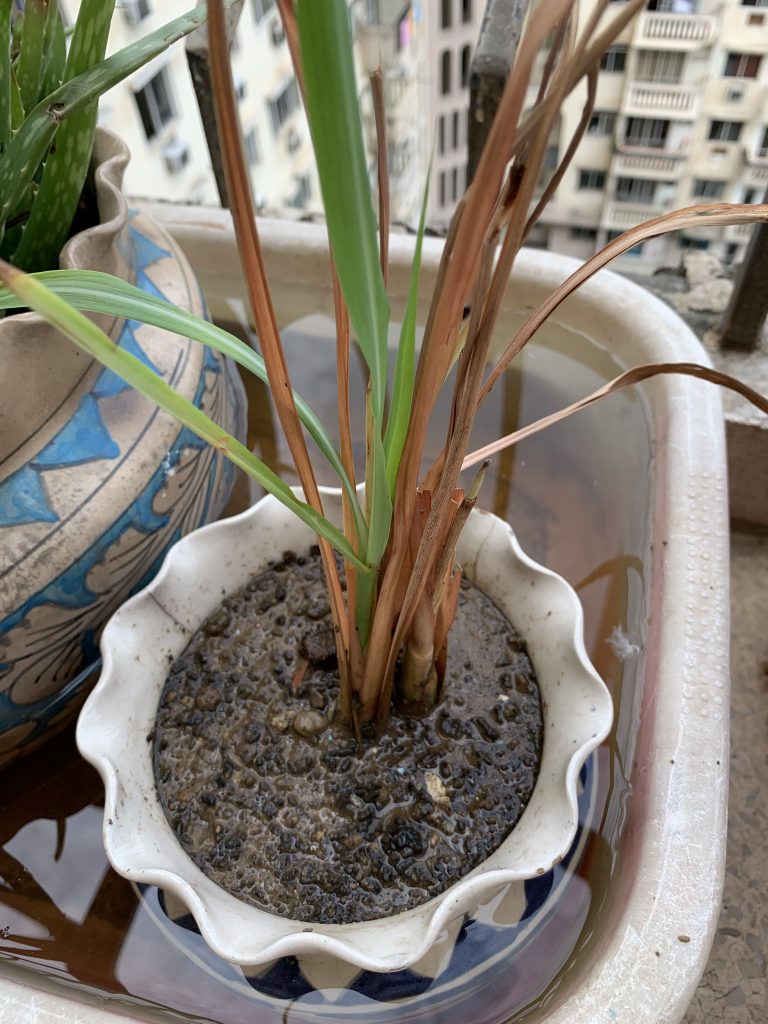 Plant - lemongrass