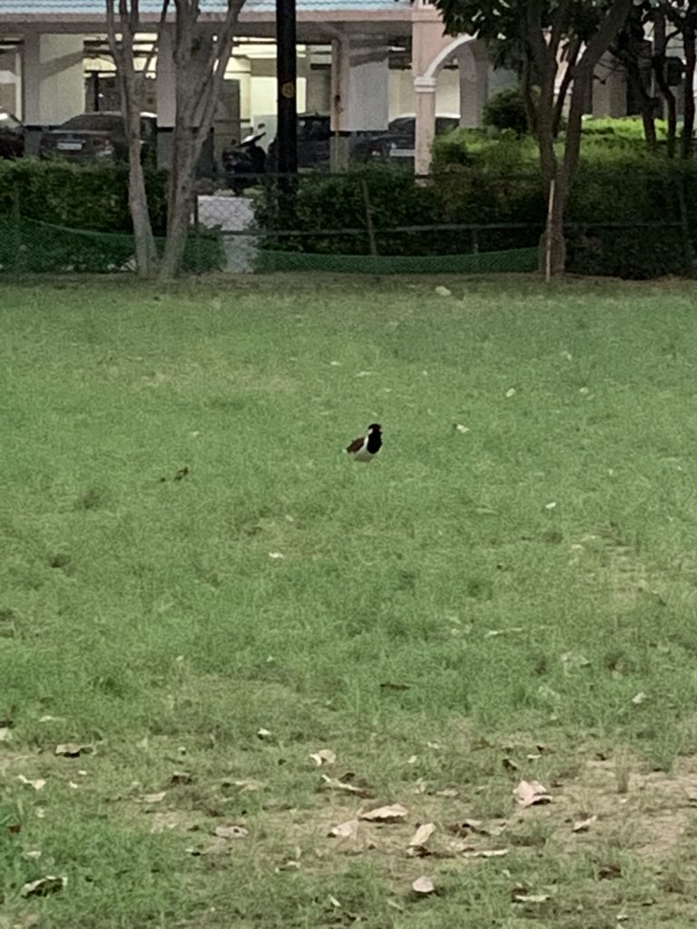 birds - Lapwing