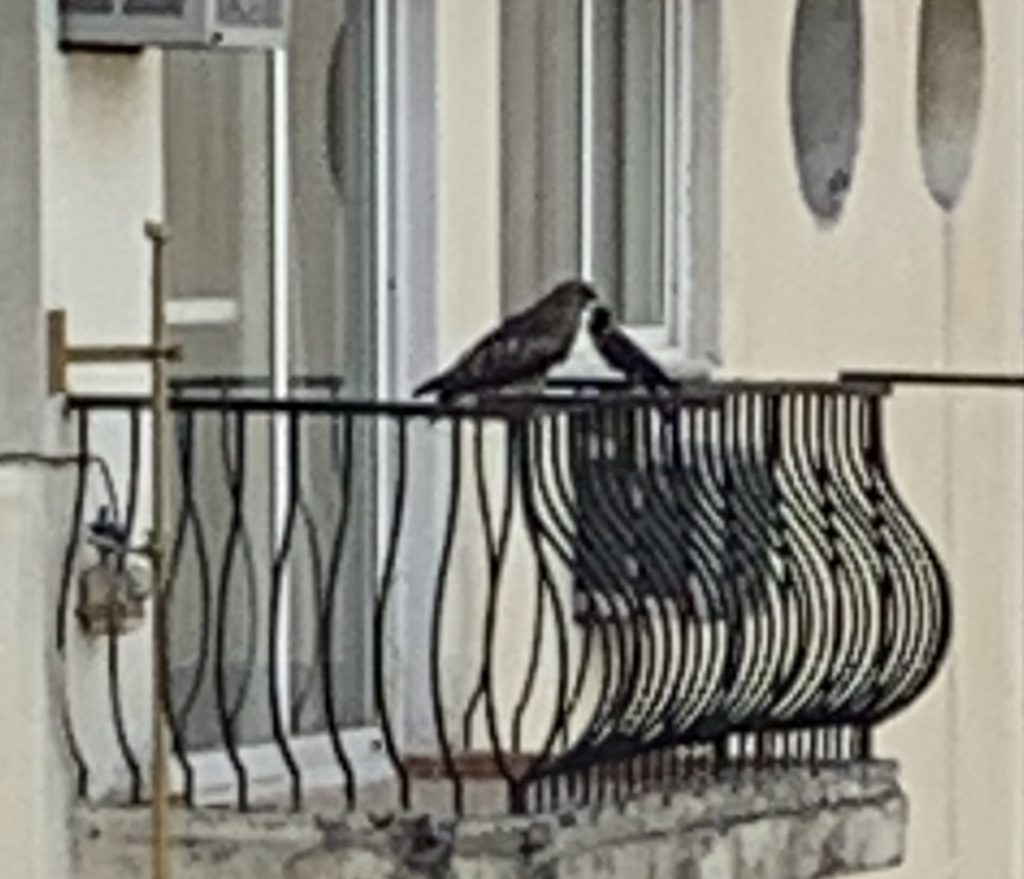 birds - kite