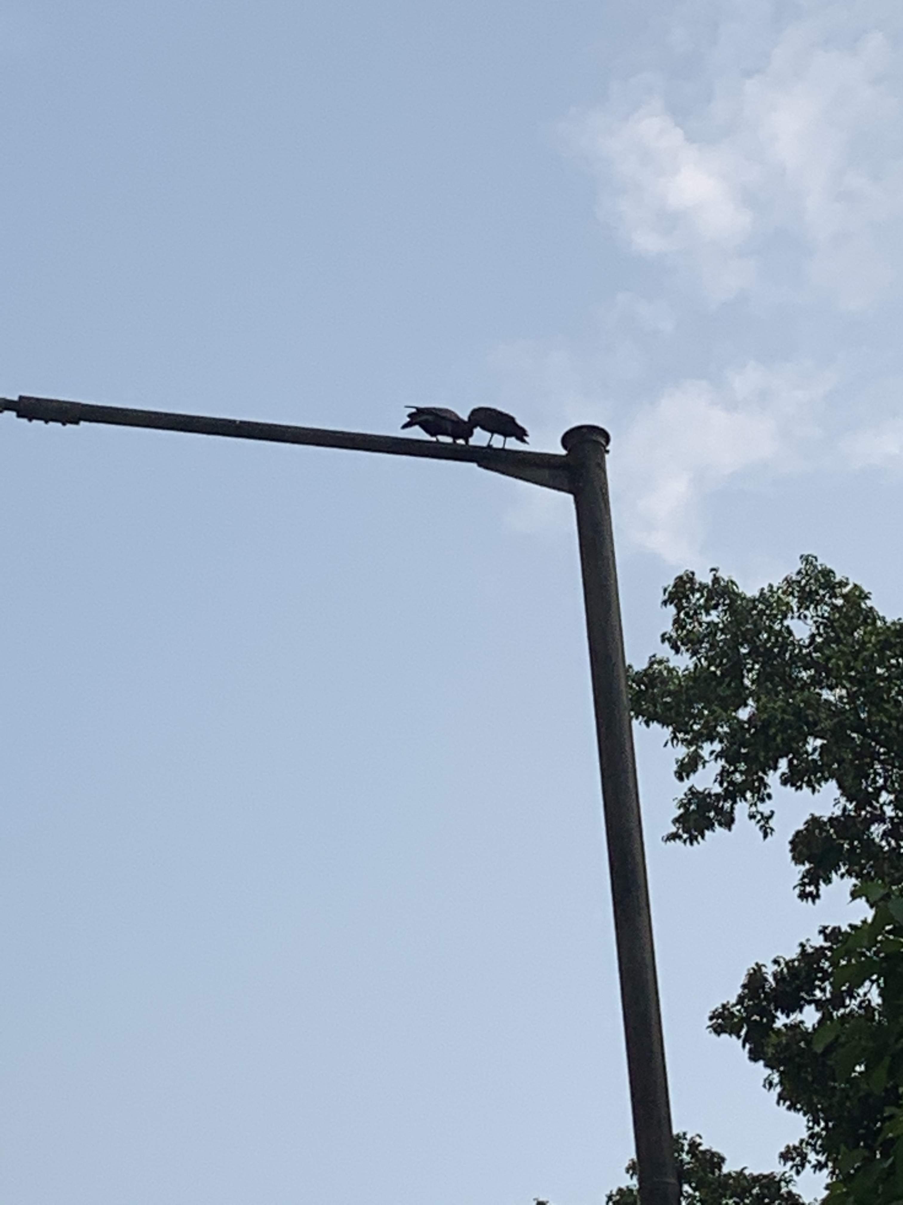 Crows