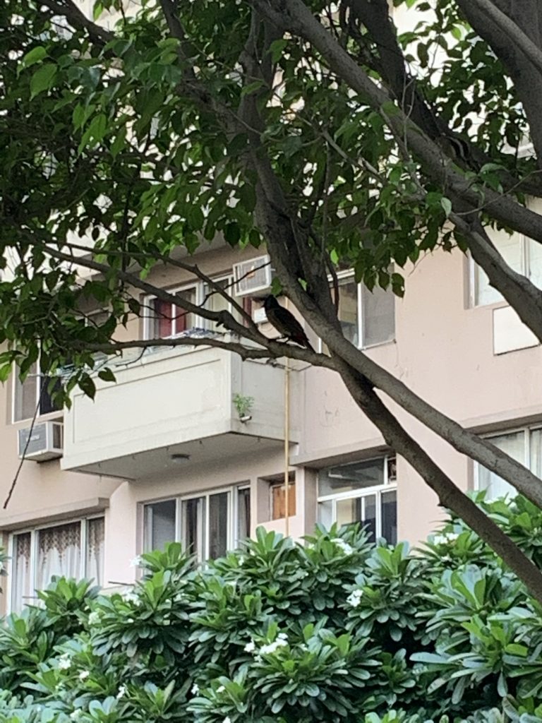 Bulbul
