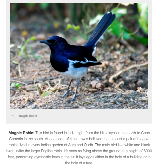 Magpie Robin