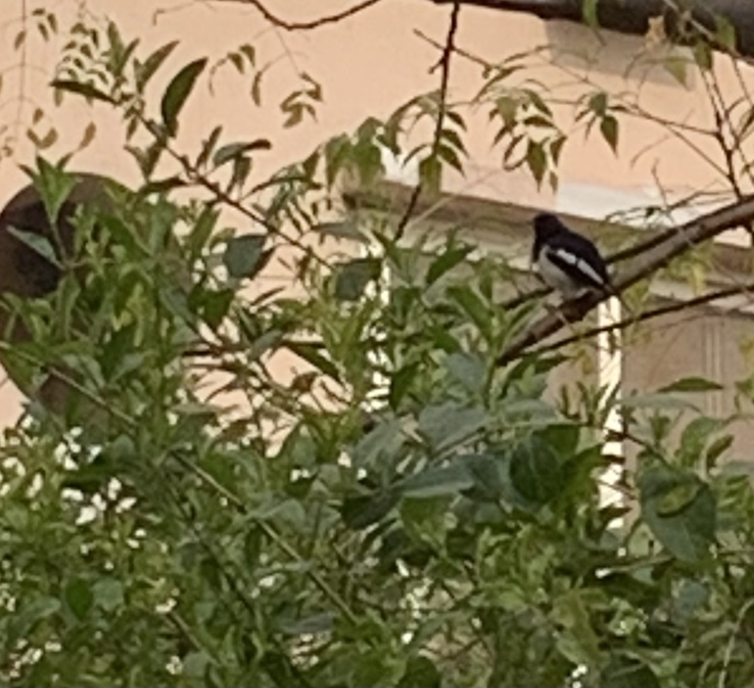 Magpie Robin