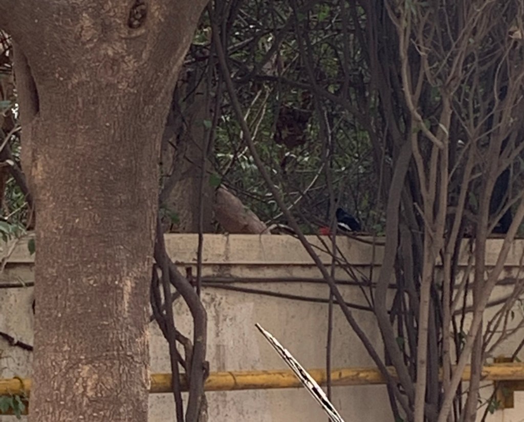 Magpie Robin