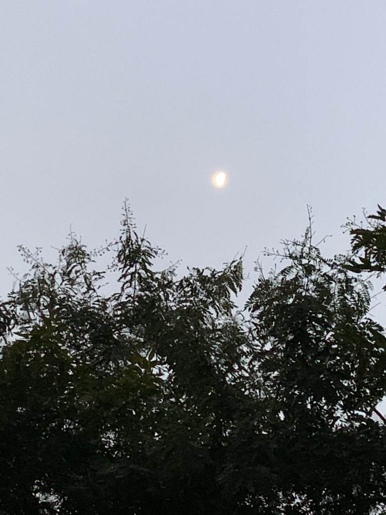 Morning - half moon