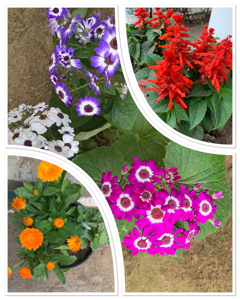 Basant Panchami