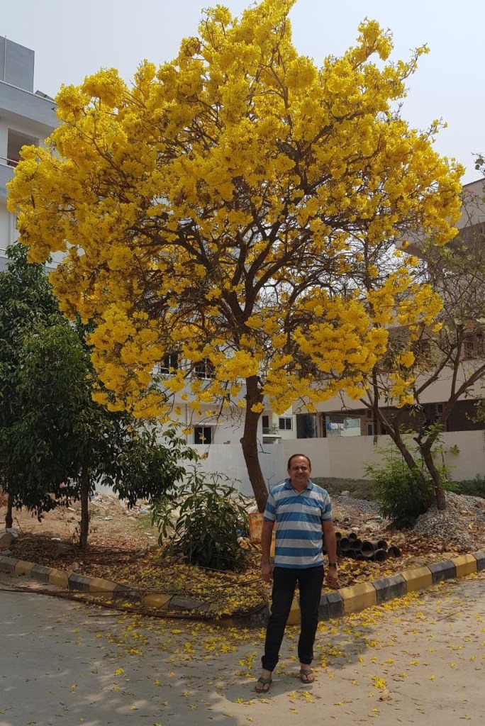 Yellow - Tree