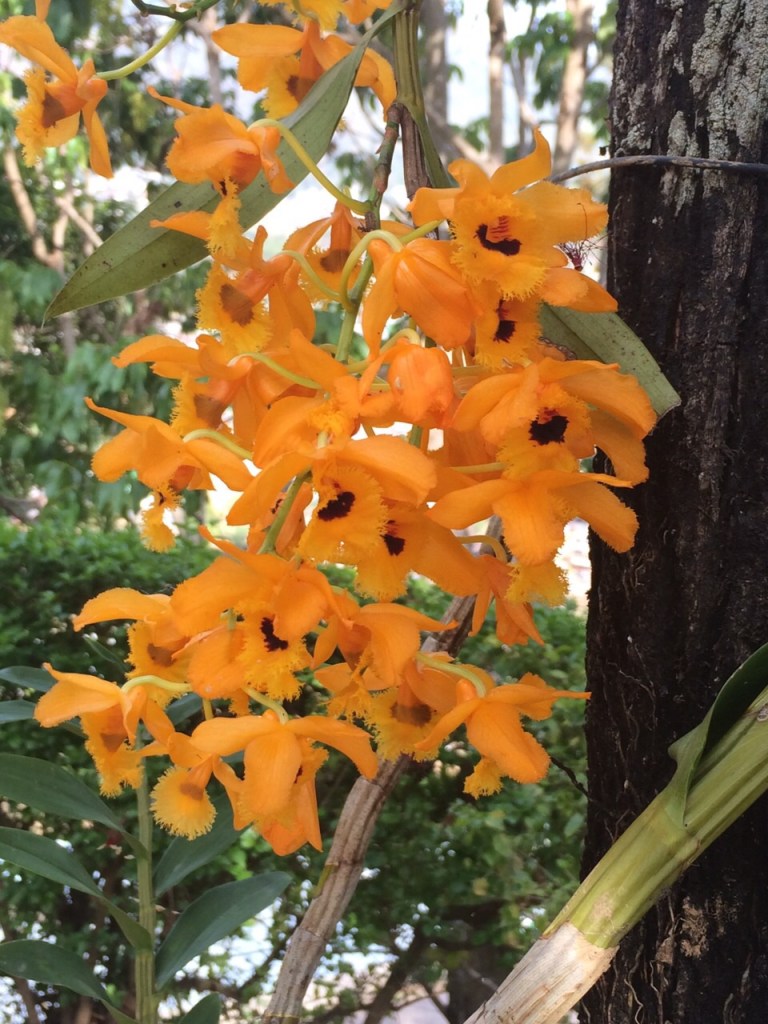 Flowers - Kalpa